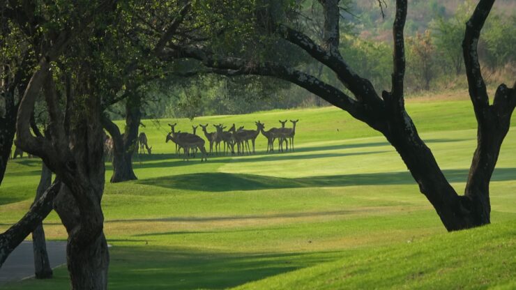 Sun City Resort